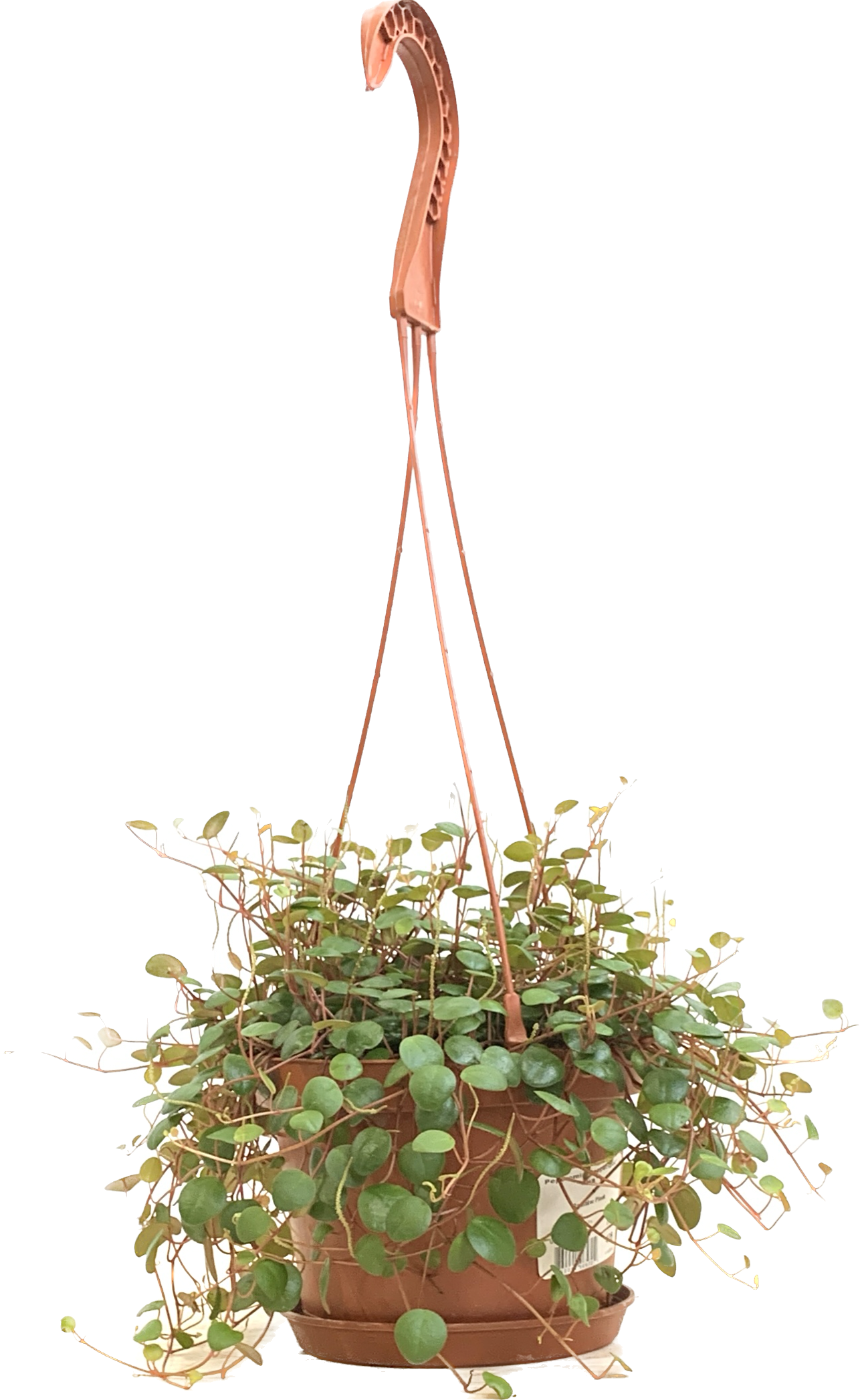 Peperomia Pepperspot, Peperomia Rotundifolia