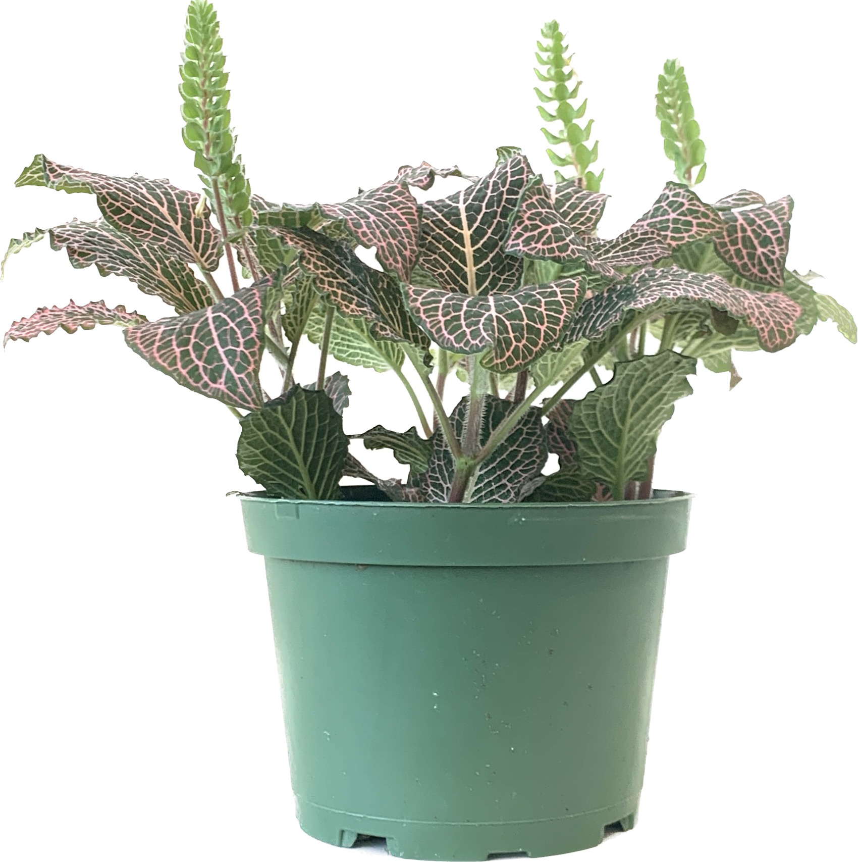 Nerve Plant, Assorted Fittonia