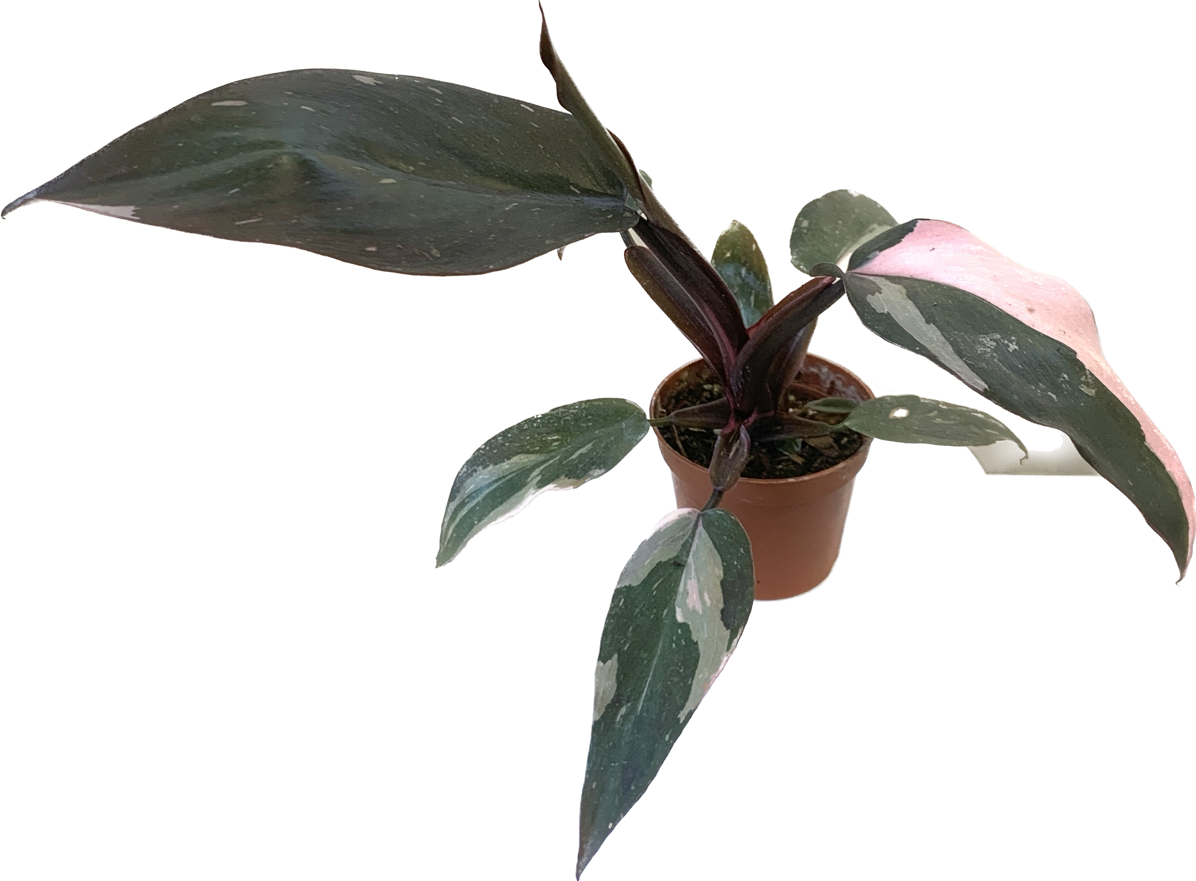 Philodendron Pink Princess, Philodendron Erubescens