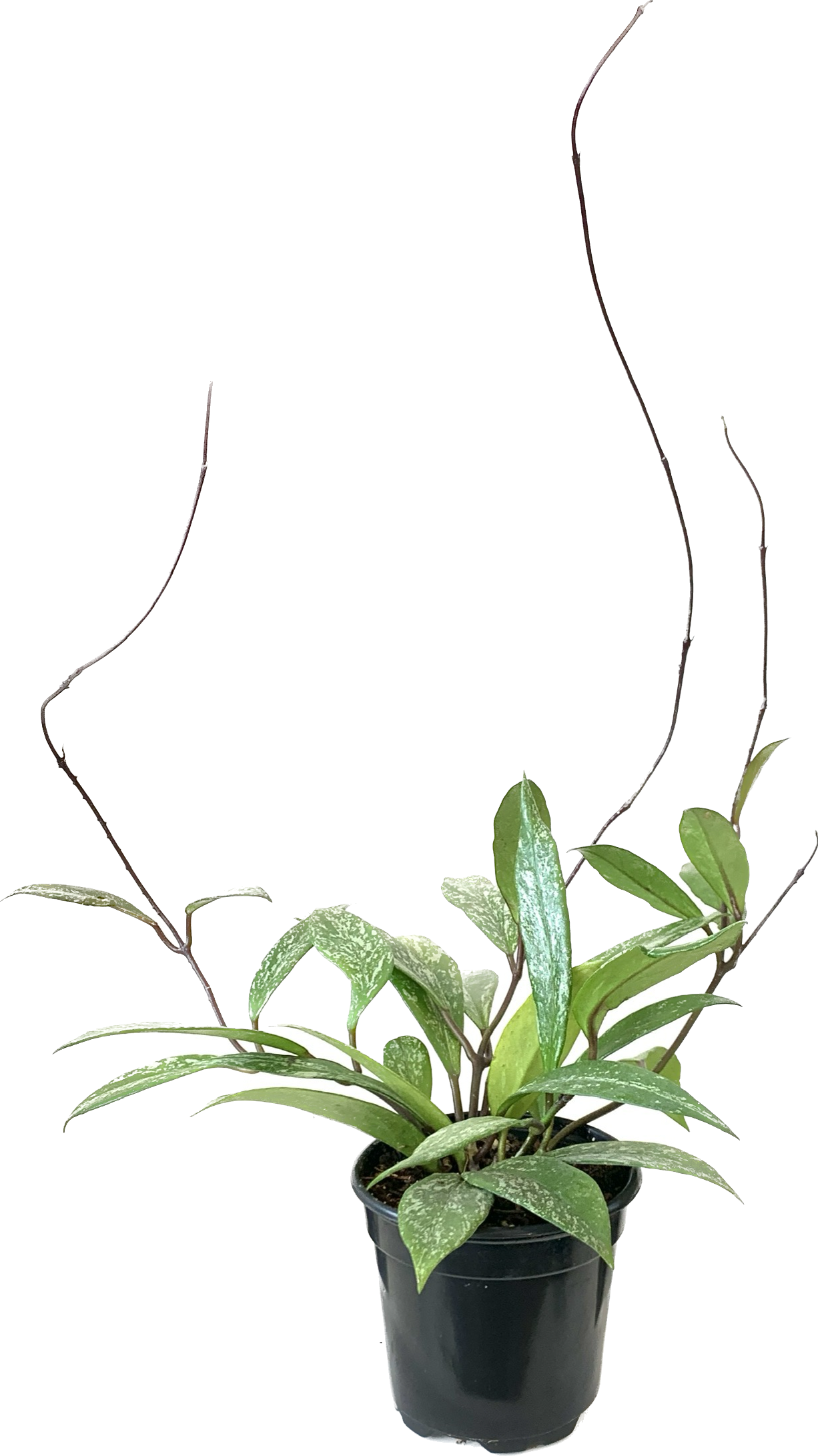 Wax Plant, Hoya Pubicalyx Splash