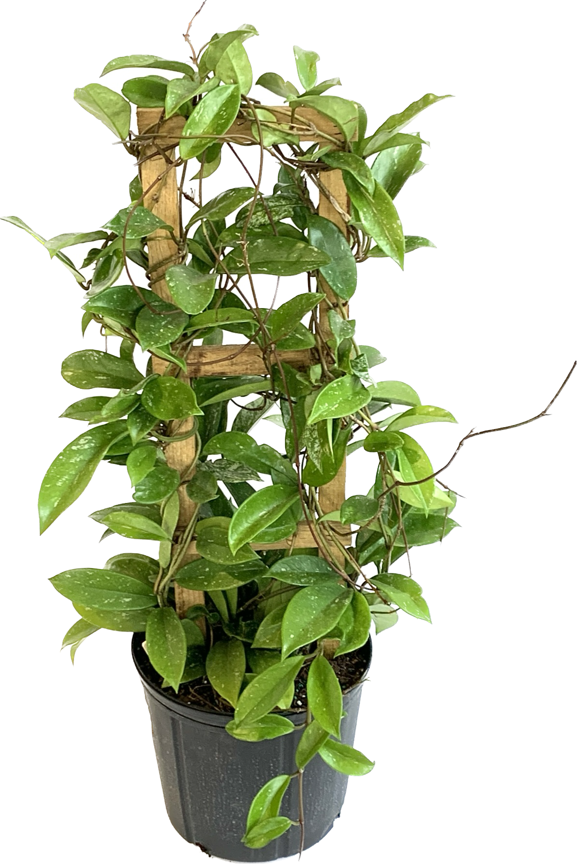 Wax Plant, Hoya Pubicalyx