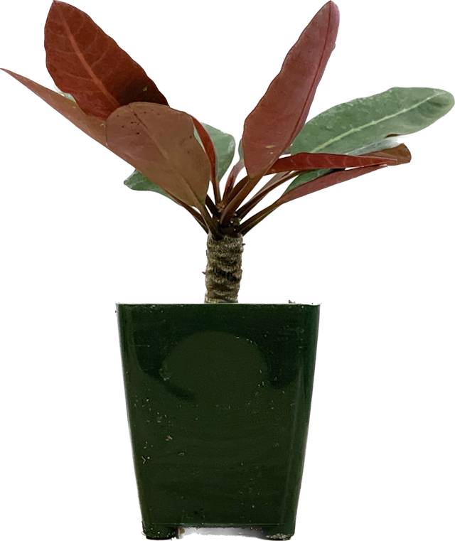 Crown of Thorns, Euphorbia Millotii