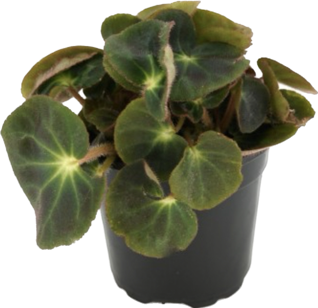 Begonia Subacida