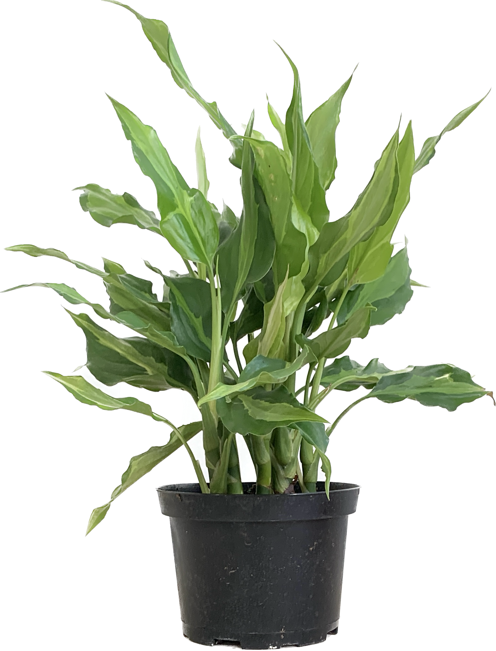 Chinese Evergreen, Aglaonema Commutatum Spathonema