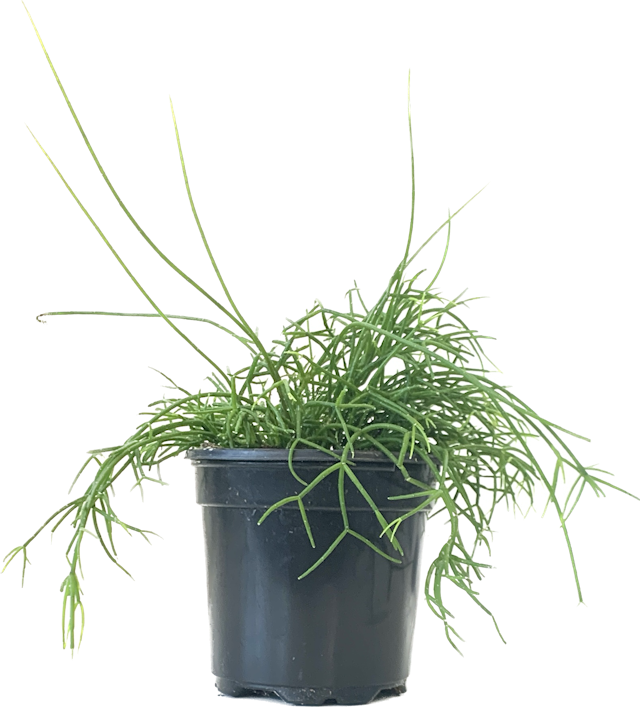Mistletoe Cactus, Rhipsalis Baccifera