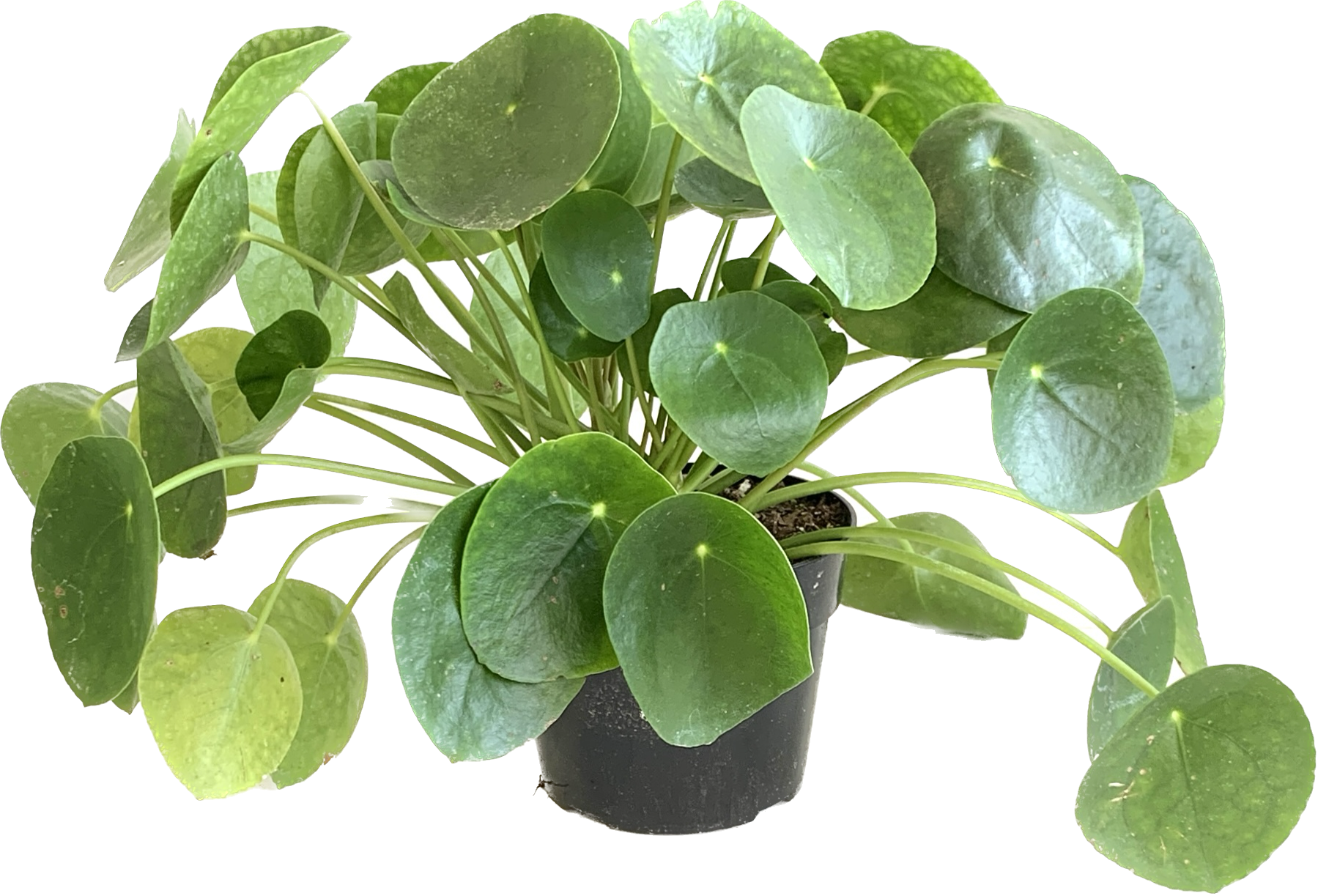 Chinese Money Plant, Pilea Peperomioides