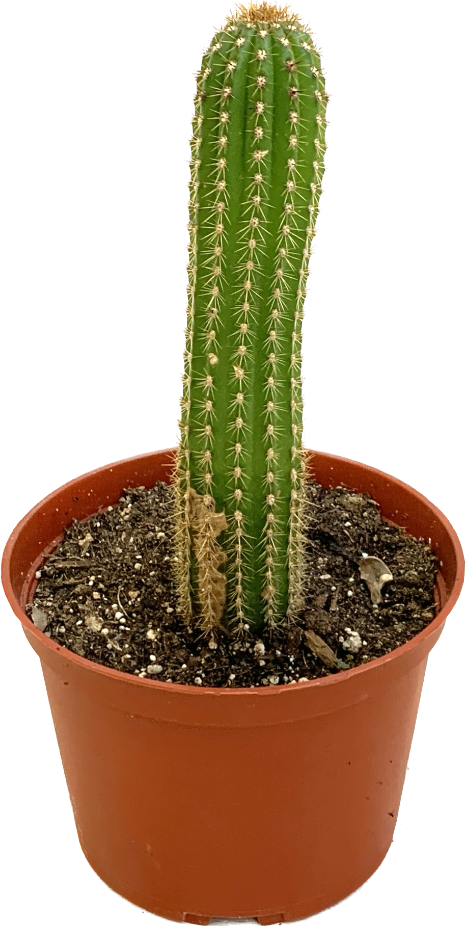 Golden Torch Cactus, Echinopsis Spachiana
