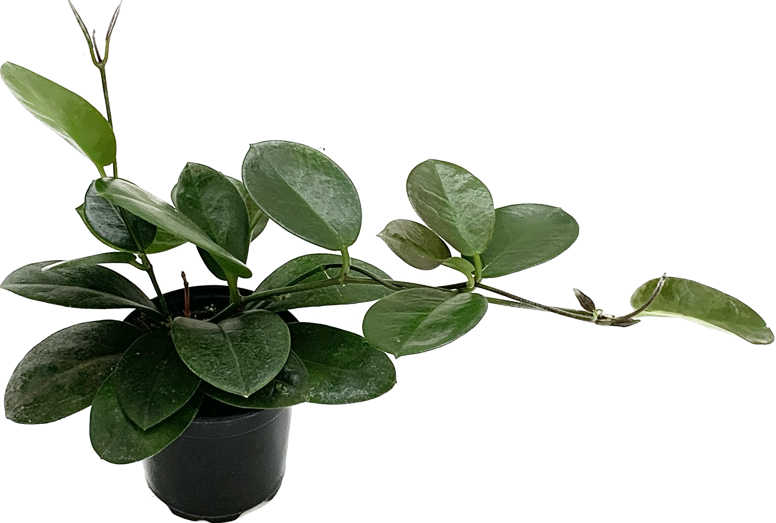 Wax Plant, Hoya Australis