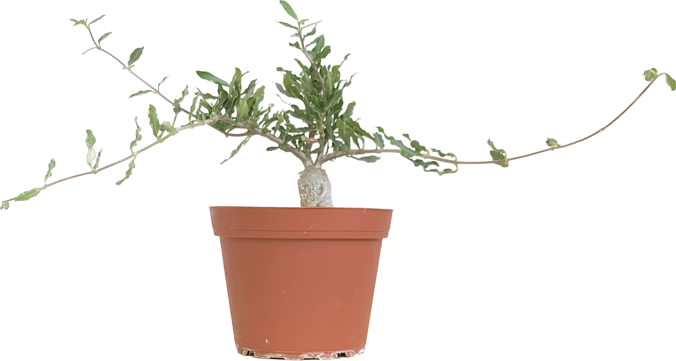 Hottentot Plant, Fockea Crispa