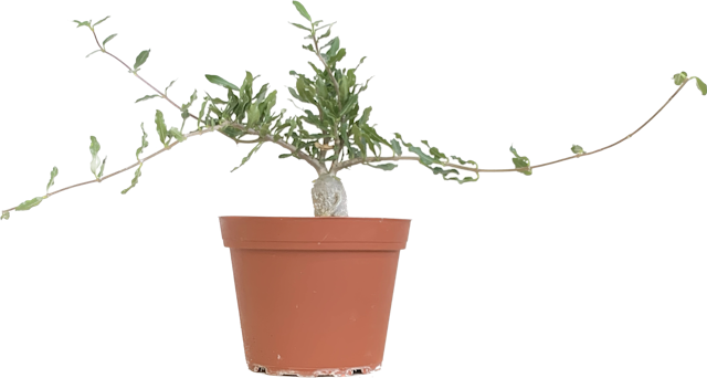 Hottentot Plant, Fockea Crispa