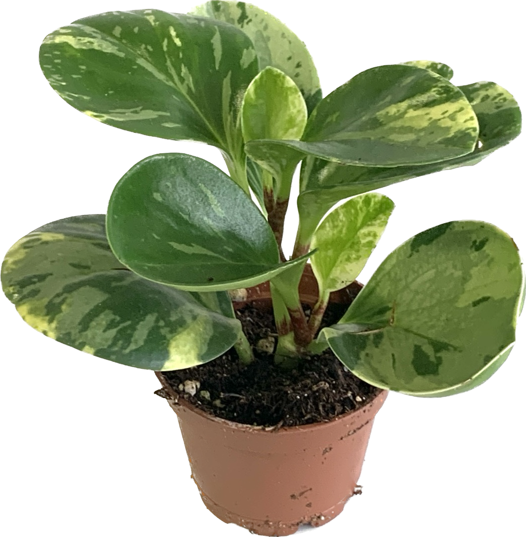Marble Baby Rubber Plant, Peperomia Obtusifolia Marble