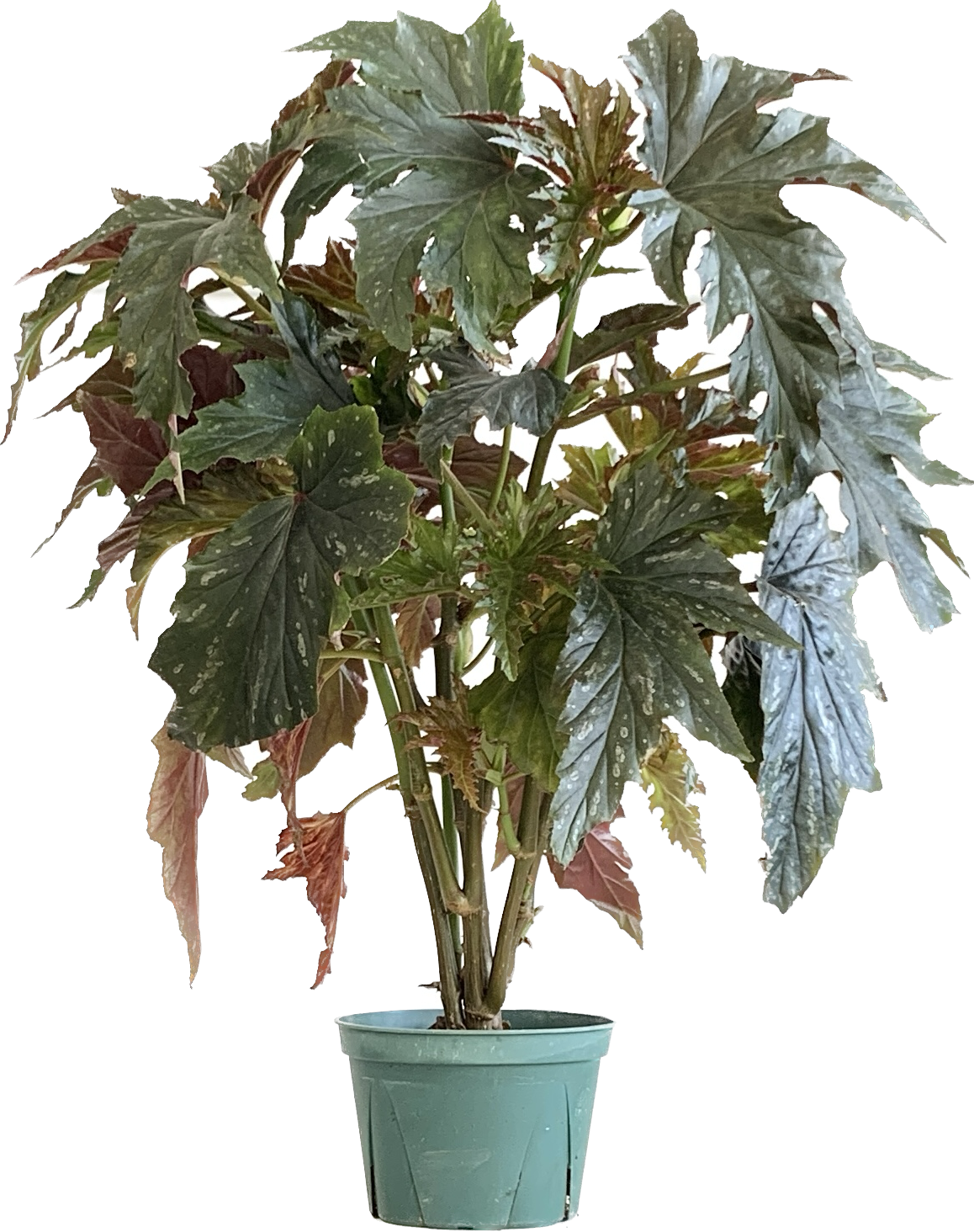 Begonia Sophia, Begonia Sophie Cecile