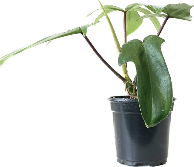 Horsehead Philodendron, Philodendron Florida Beauty