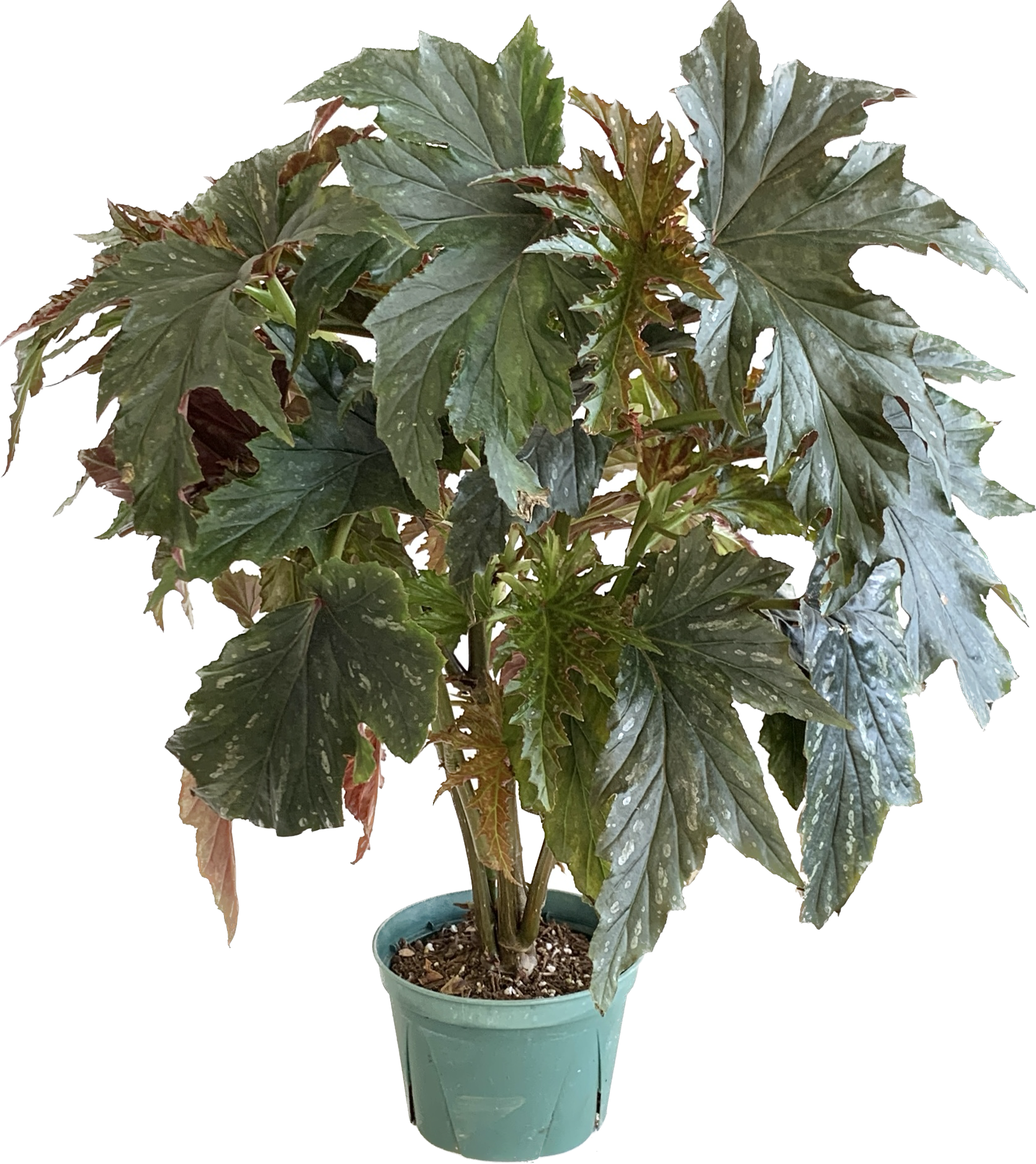 Begonia Sophia, Begonia Sophie Cecile