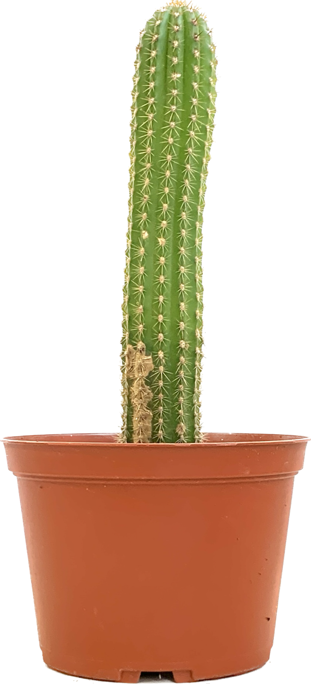 Golden Torch Cactus, Echinopsis Spachiana