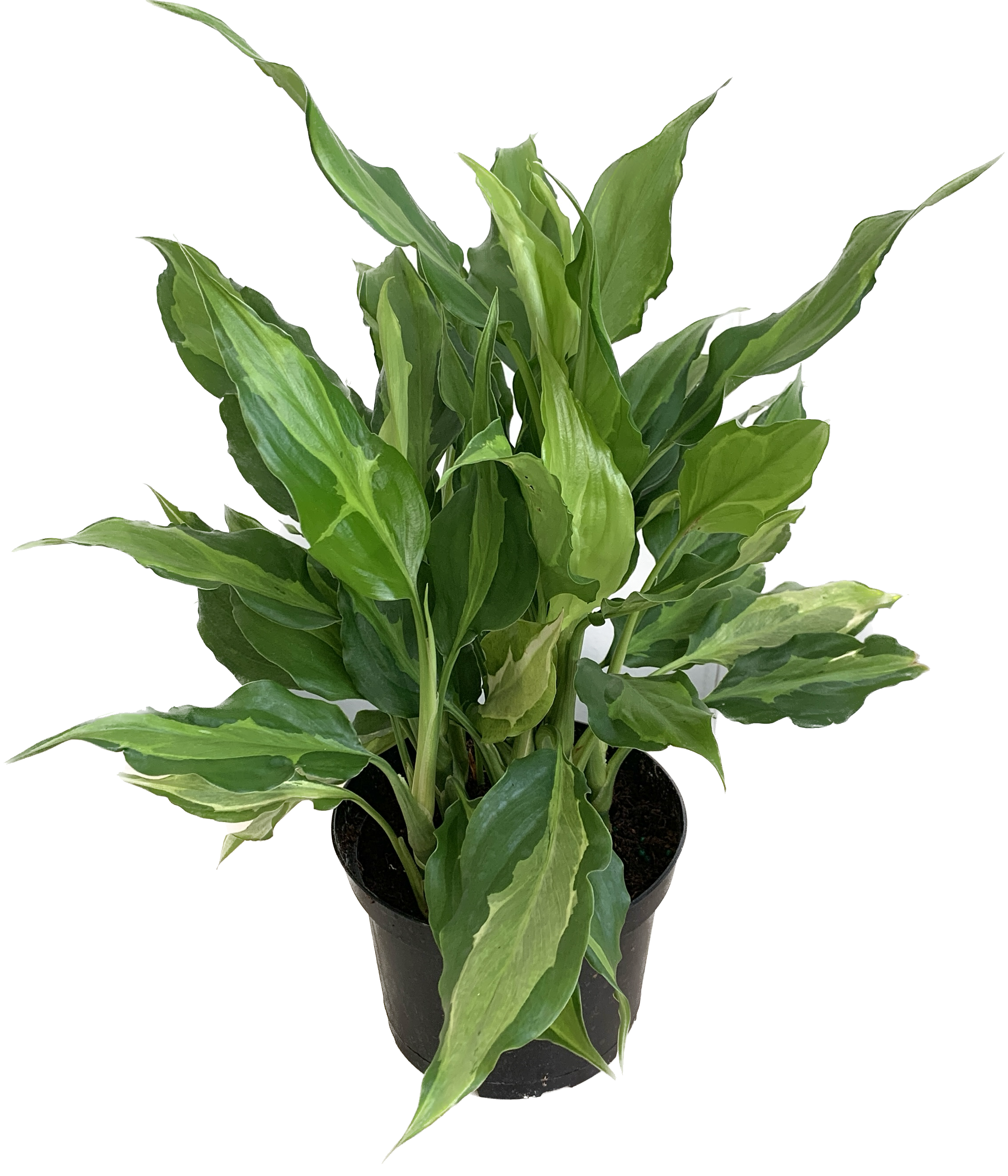 Chinese Evergreen, Aglaonema Commutatum Spathonema