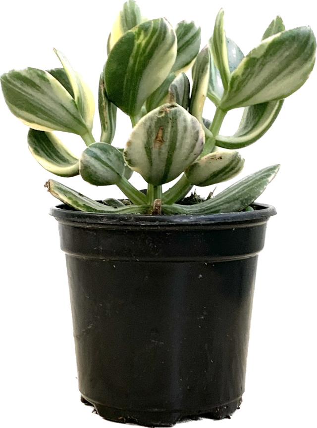 Variegated Jade Plant, Crassula Ovata Obliqua Variegata