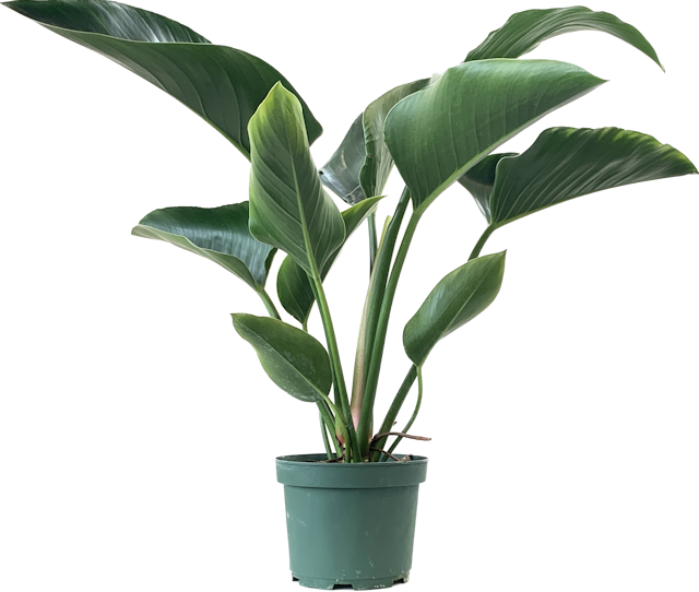 Philodendron Congo Green