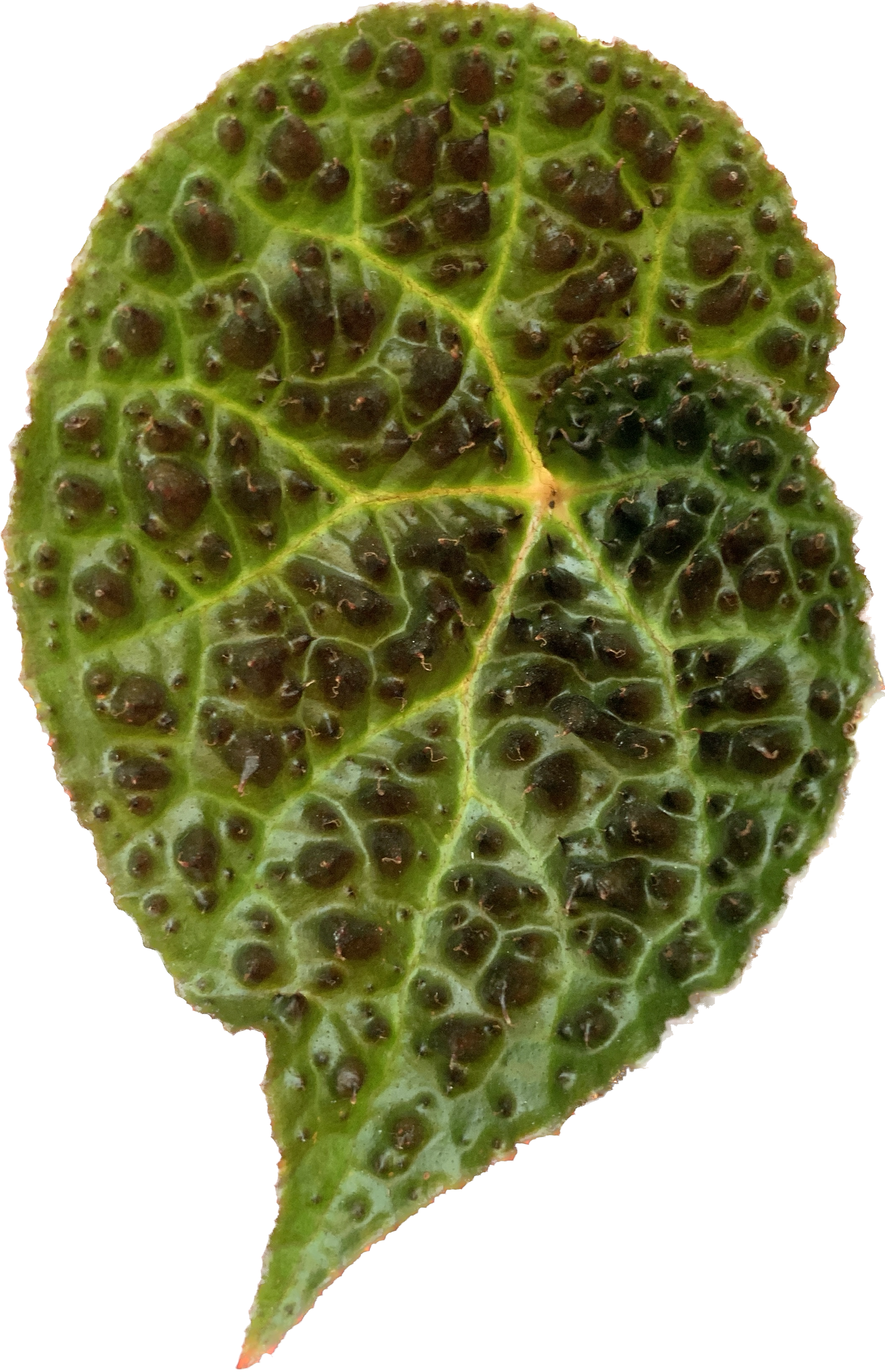 Begonia Ferox