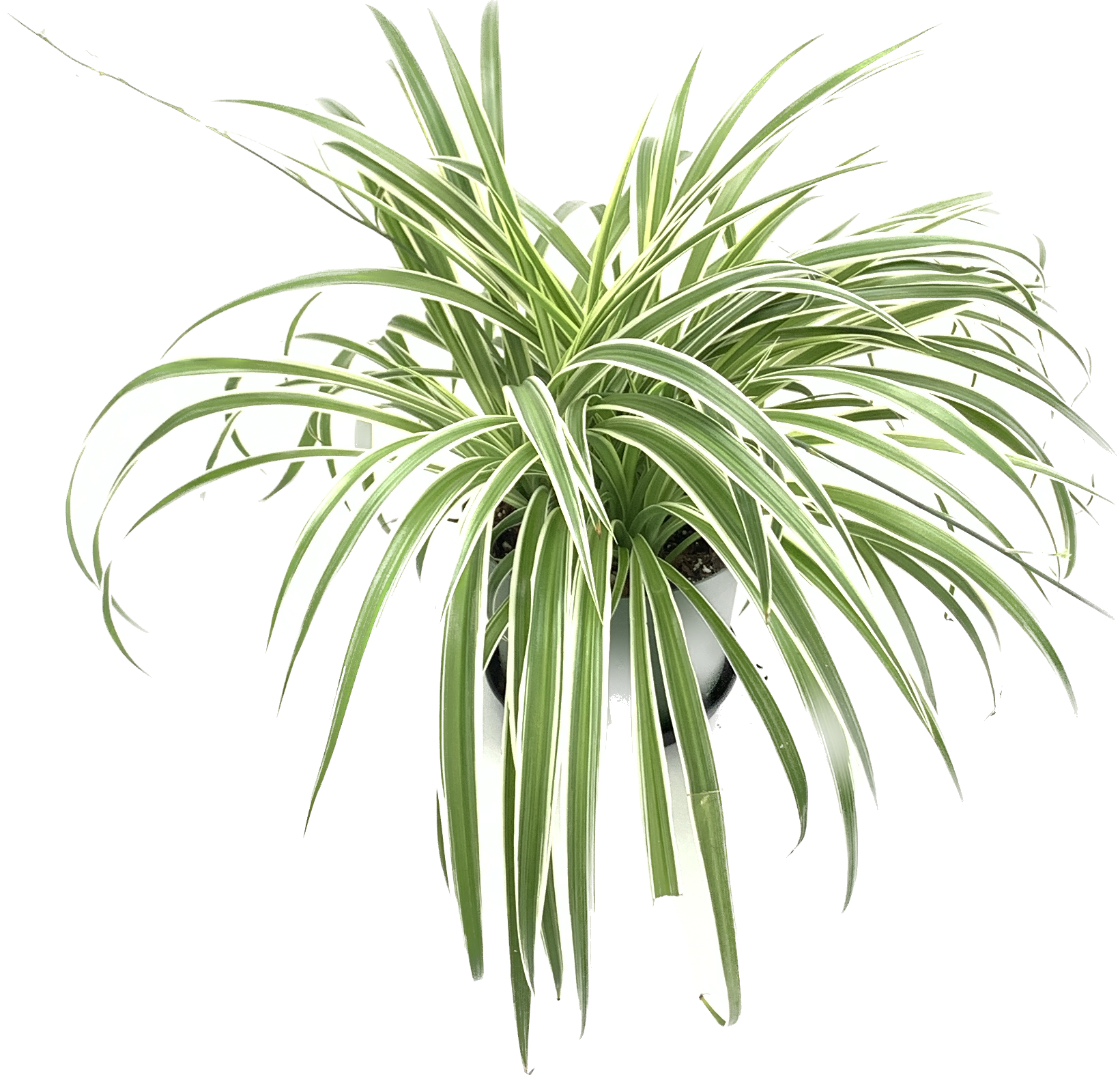 Reverse Spider Plant, Chlorophytum Comosum Ocean