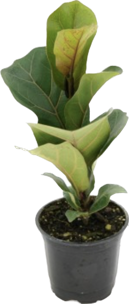 Dwarf Fiddle Leaf Fig, Ficus Lyrata Bambino