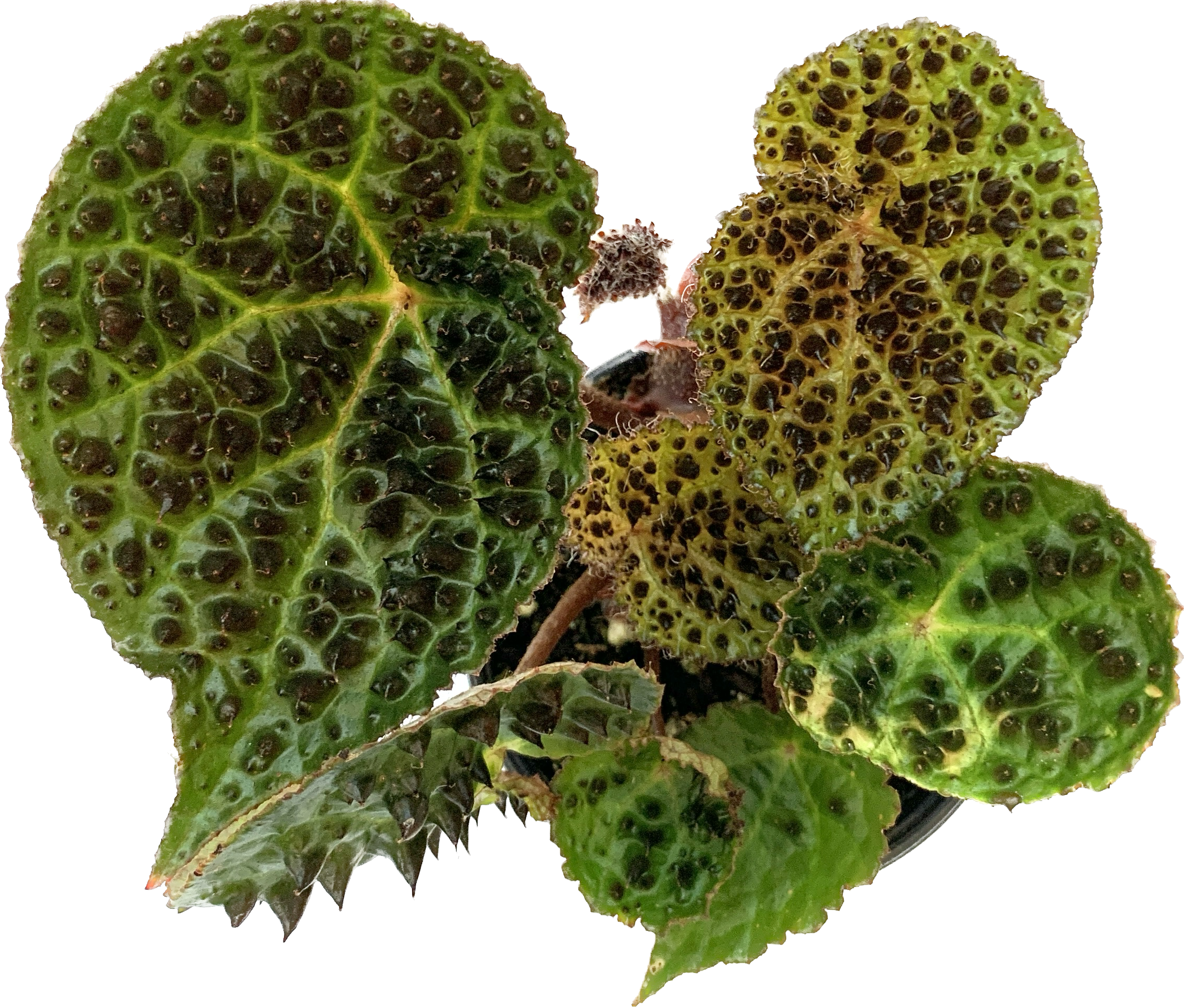 Begonia Ferox