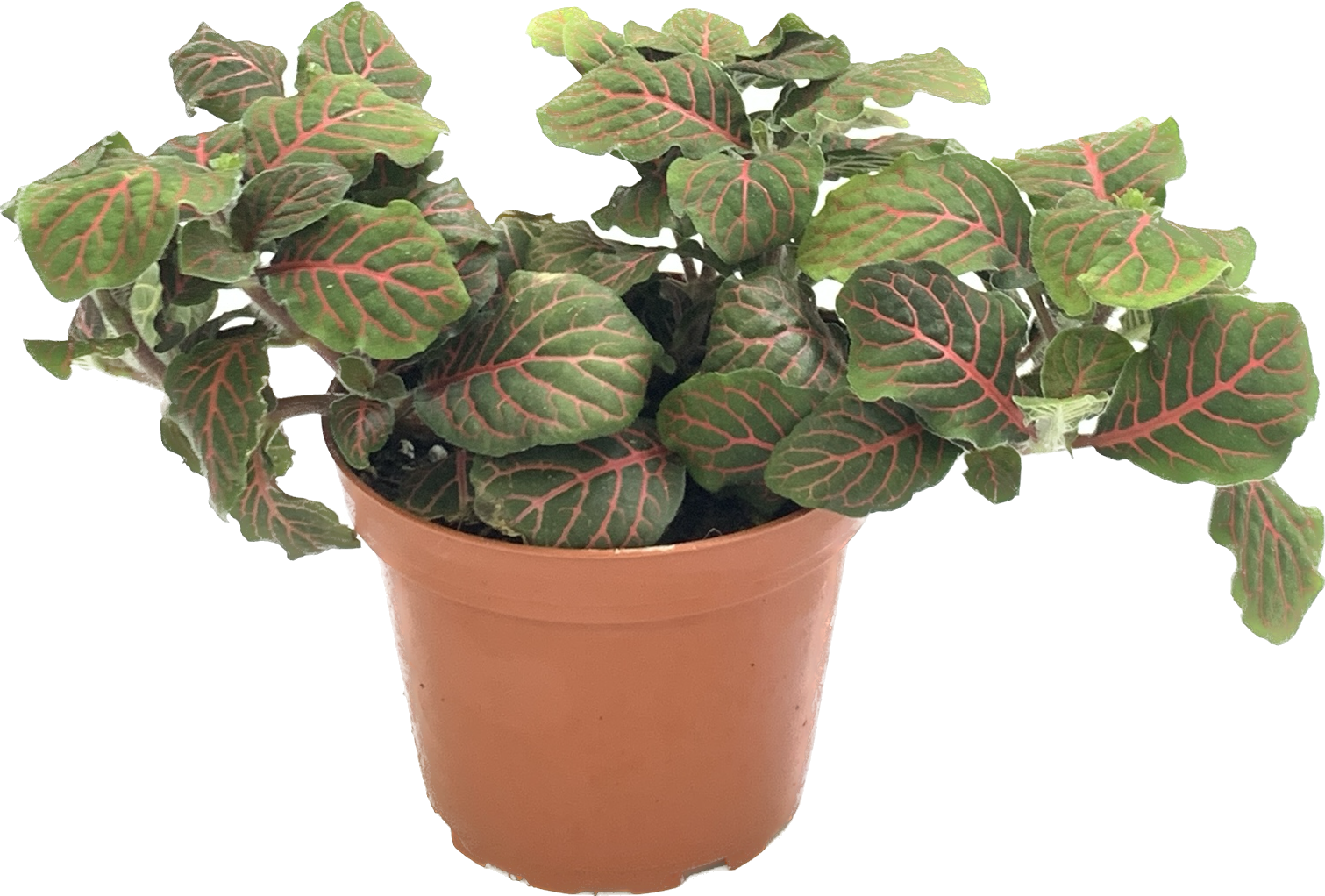 Nerve Plant, Assorted Fittonia