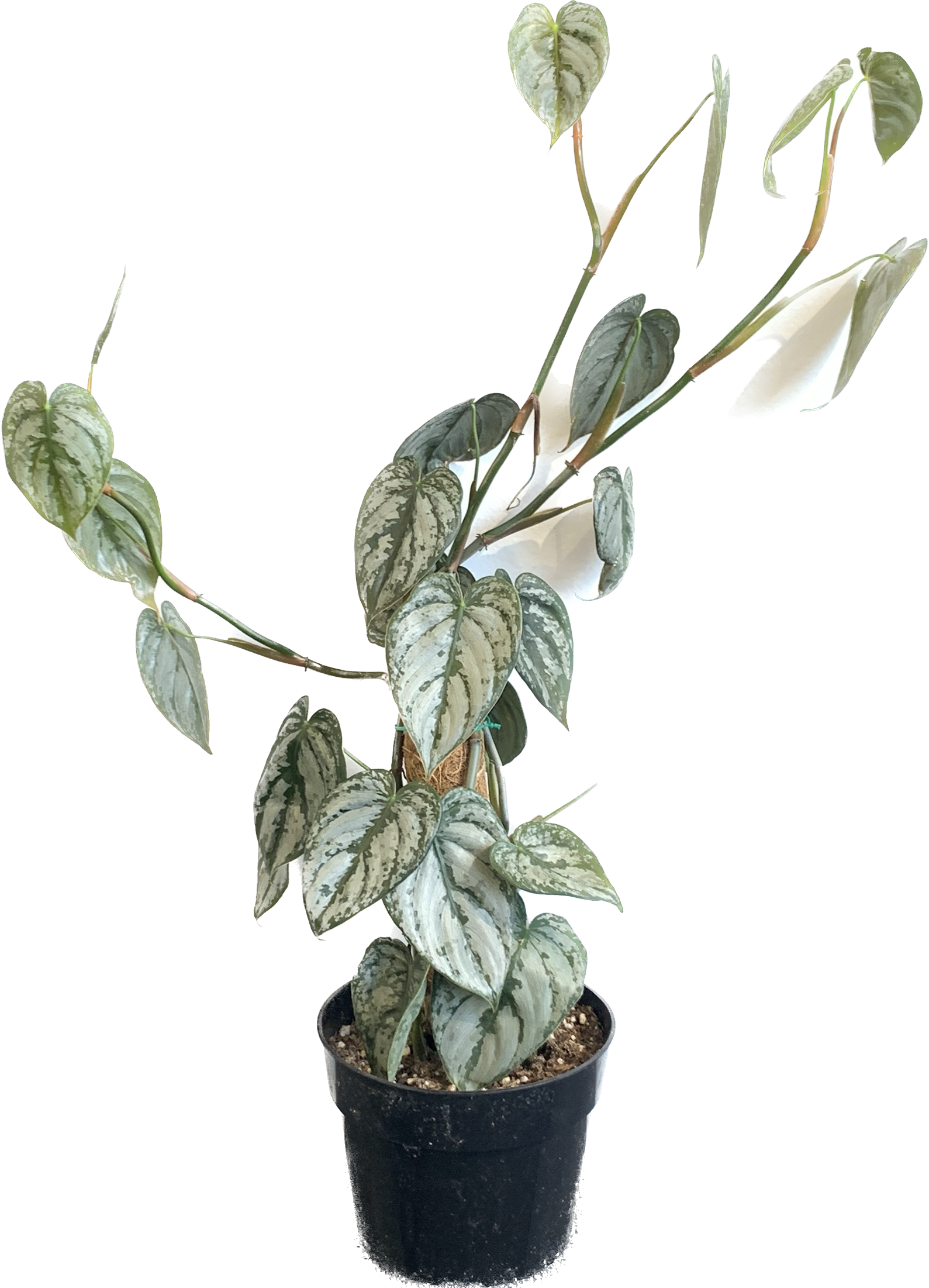 Silver Leaf Philodendron, Philodendron Brandtianum