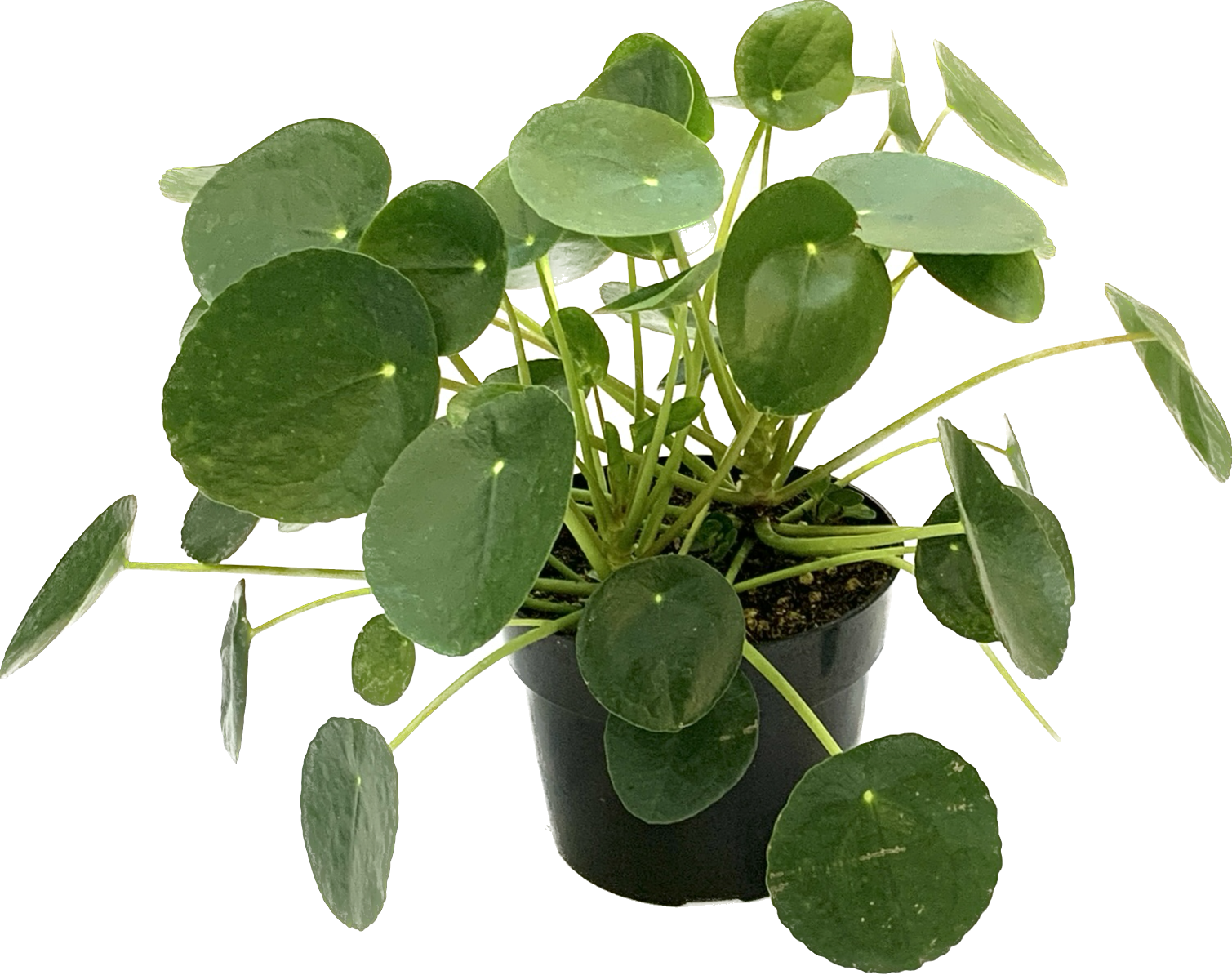 Chinese Money Plant, Pilea Peperomioides
