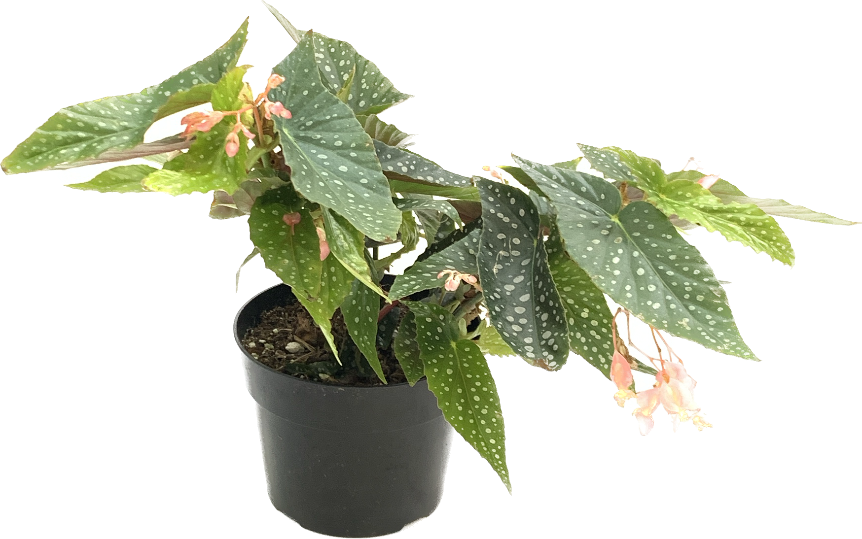 Begonia Silver Spot, Begonia Maculata