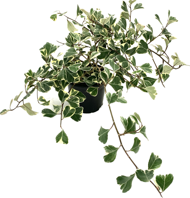 Variegated Triangle Fig, Ficus Triangularis Variegata