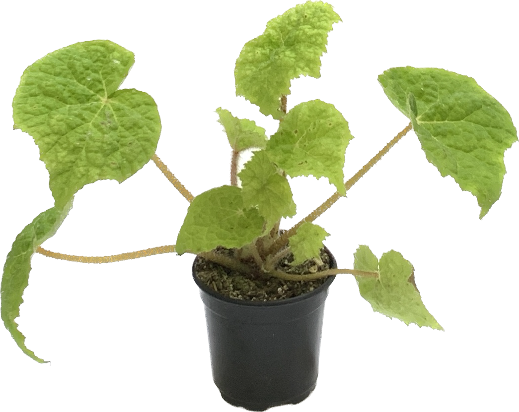 Begonia Lime Marmalade