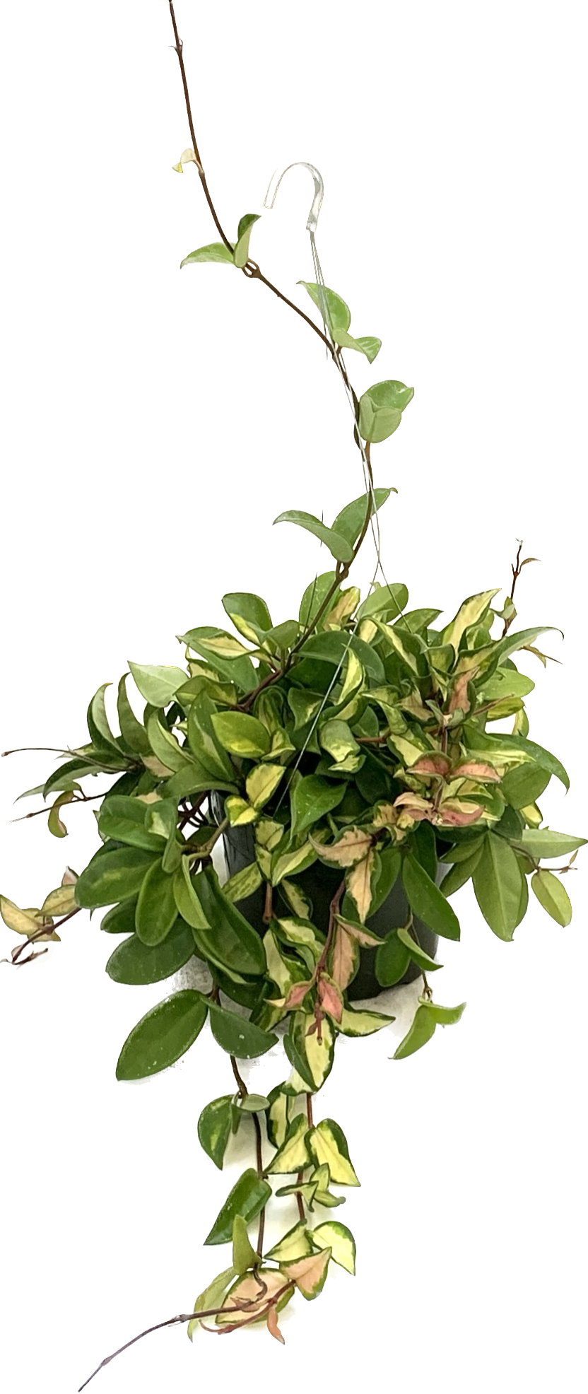 Hoya Carnosa Tricolor