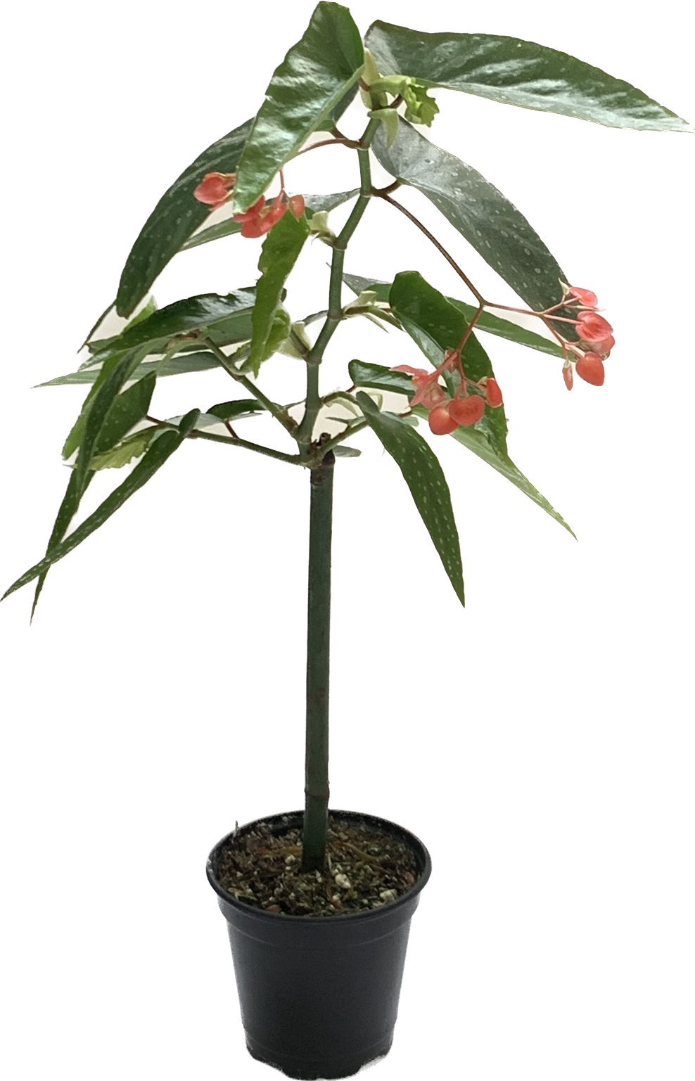 Begonia Cadbury, Begonia Maculata