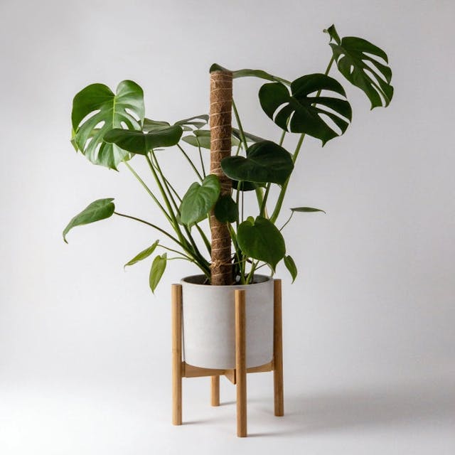 Kanso Adjustable Plant Stand