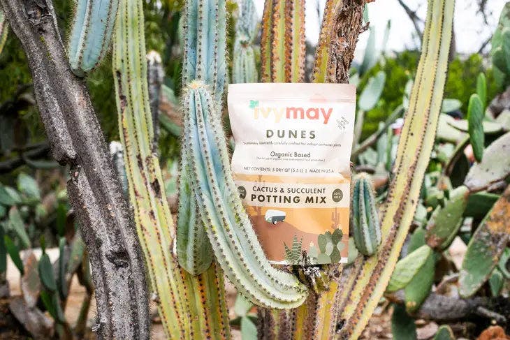 Ivy May Dunes Cactus & Succulent Potting Mix