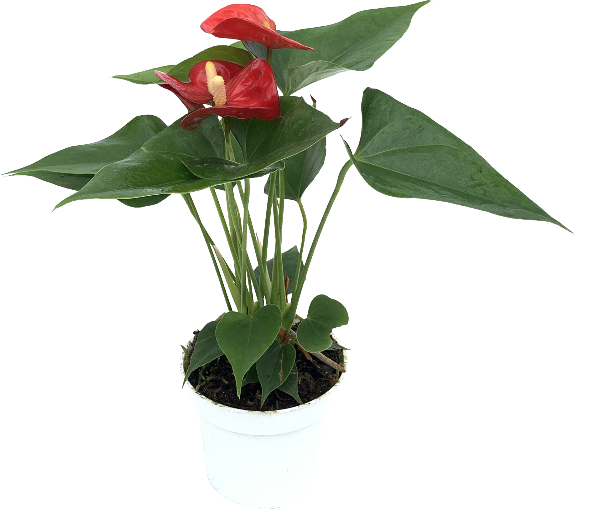 Assorted Flowering Anthurium, Anthurium Andreanum