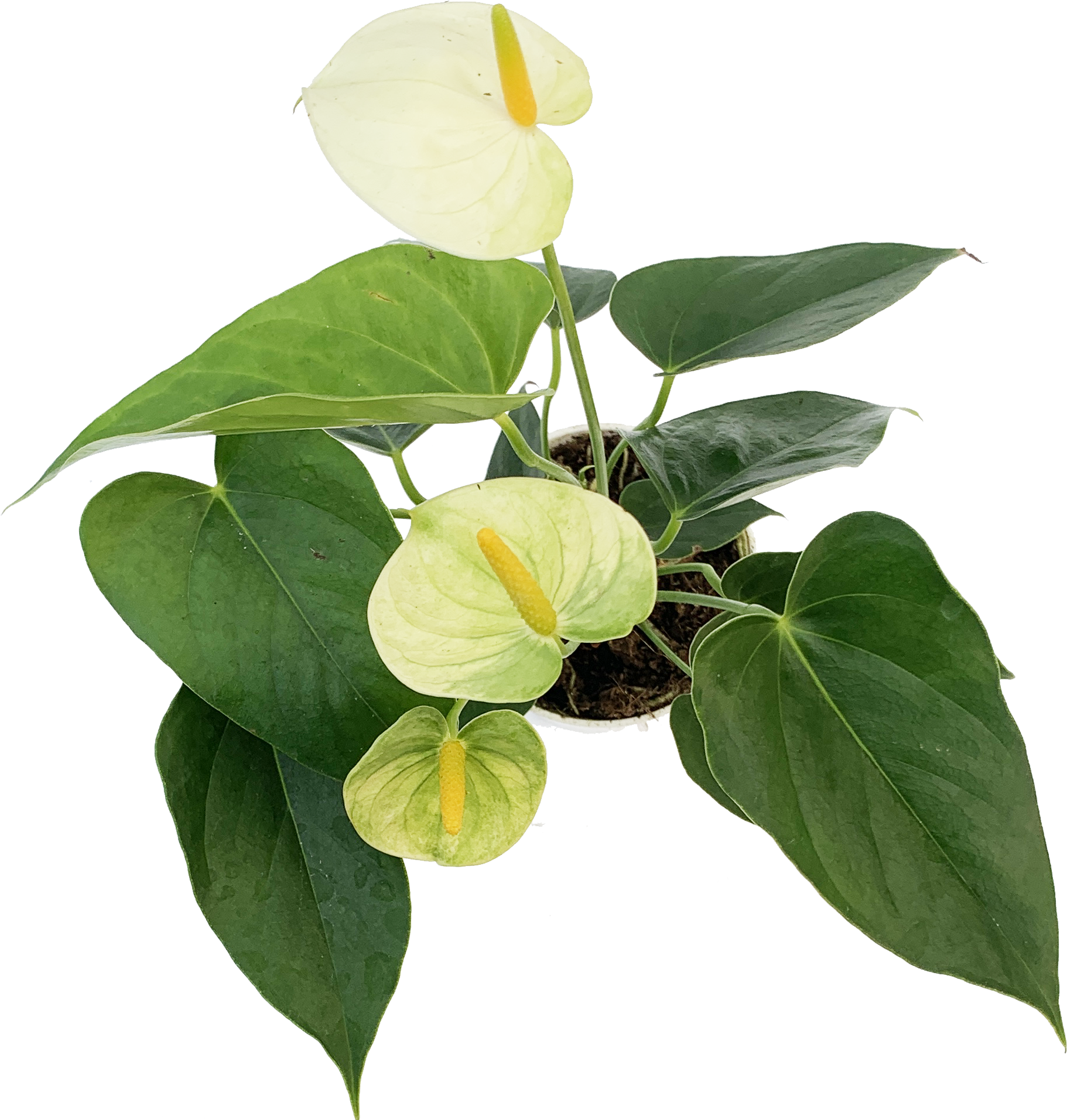 Assorted Flowering Anthurium, Anthurium Andreanum