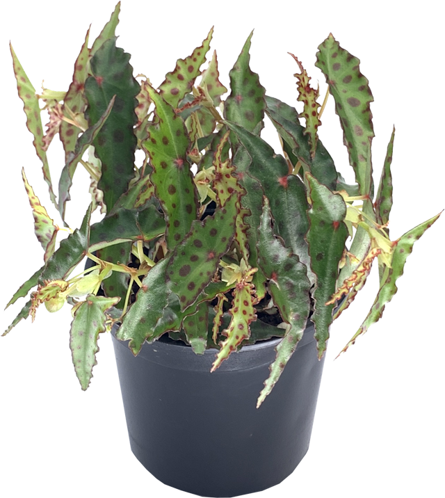 Begonia Amphioxus