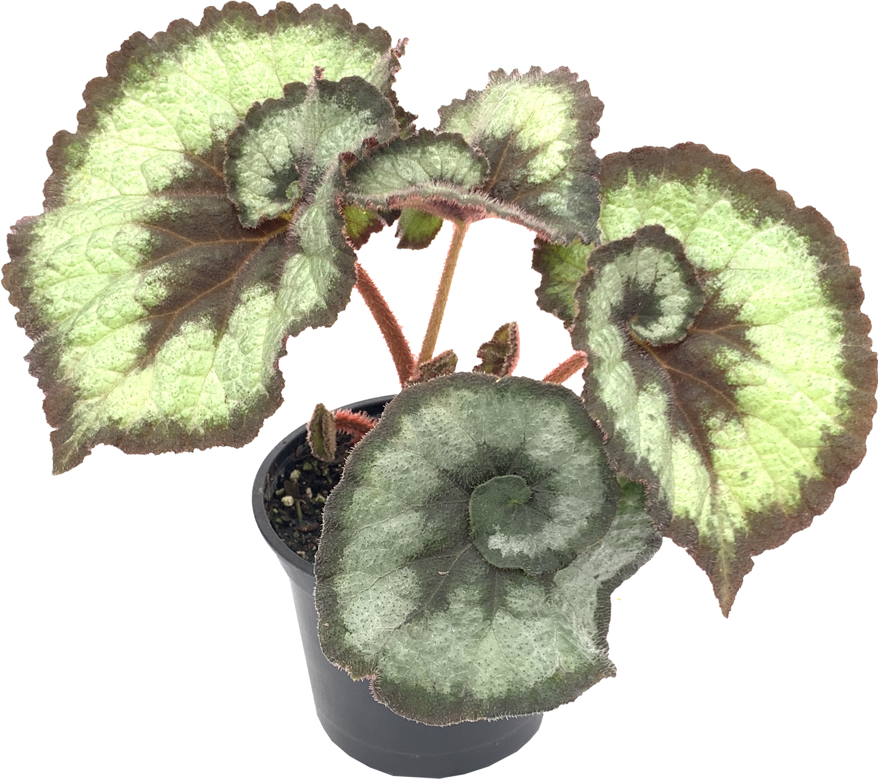 Begonia Escargot, Begonia Rex Cultorum