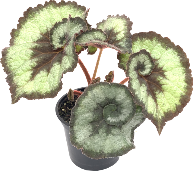 Begonia Escargot, Begonia Rex Cultorum