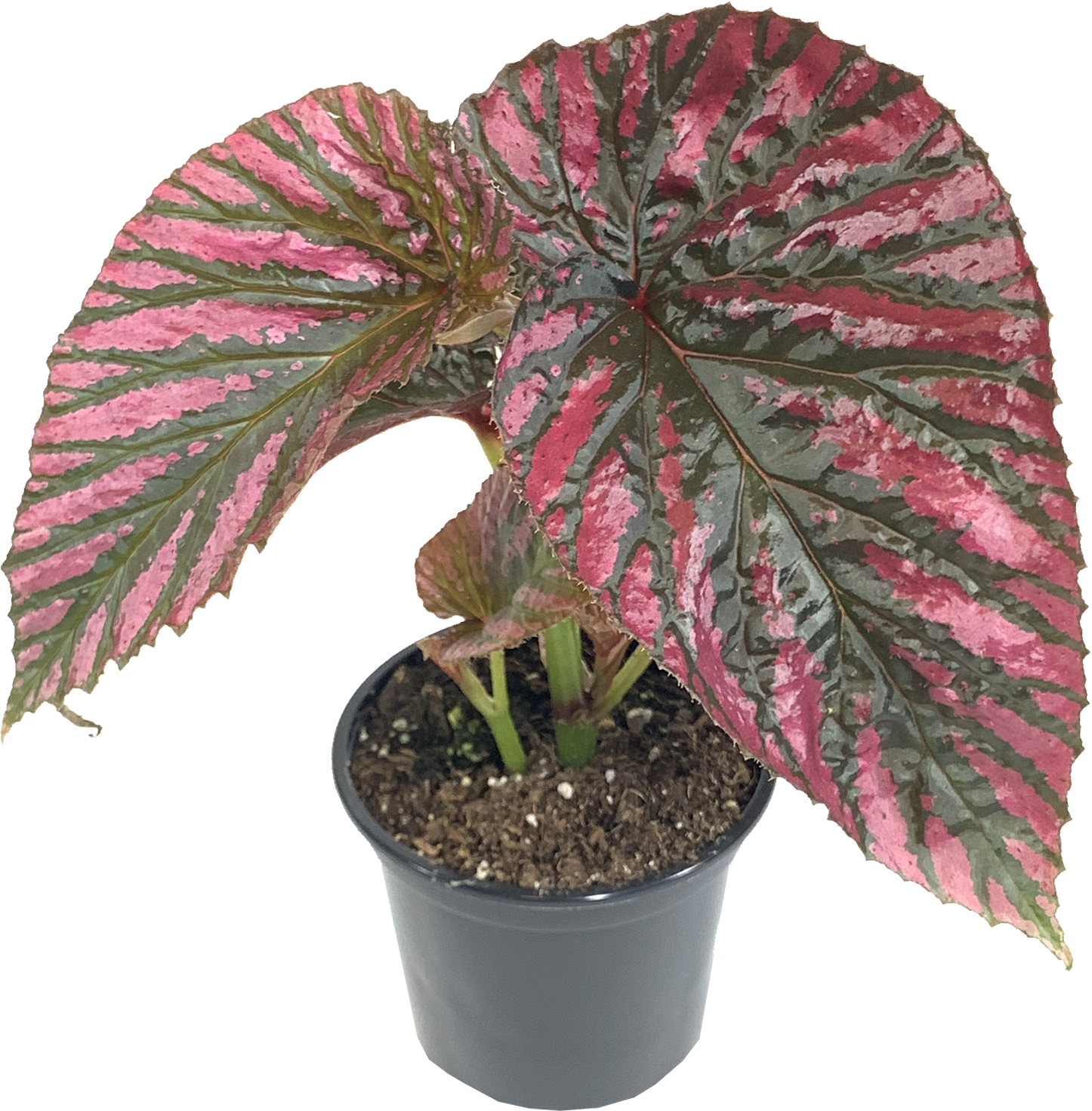 Begonia Exotica, Begonia Brevirimosa