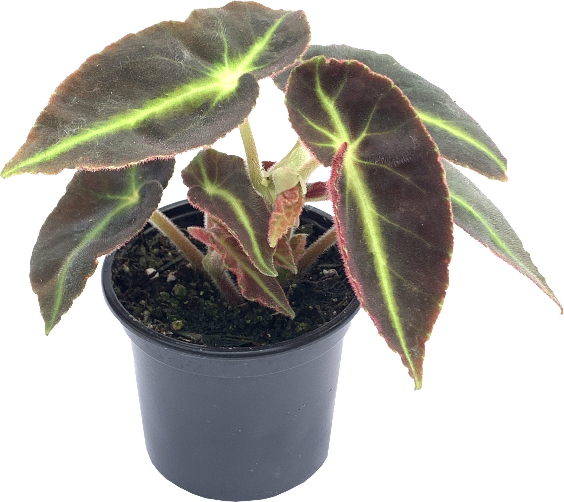 Striped Begonia, Begonia Listada