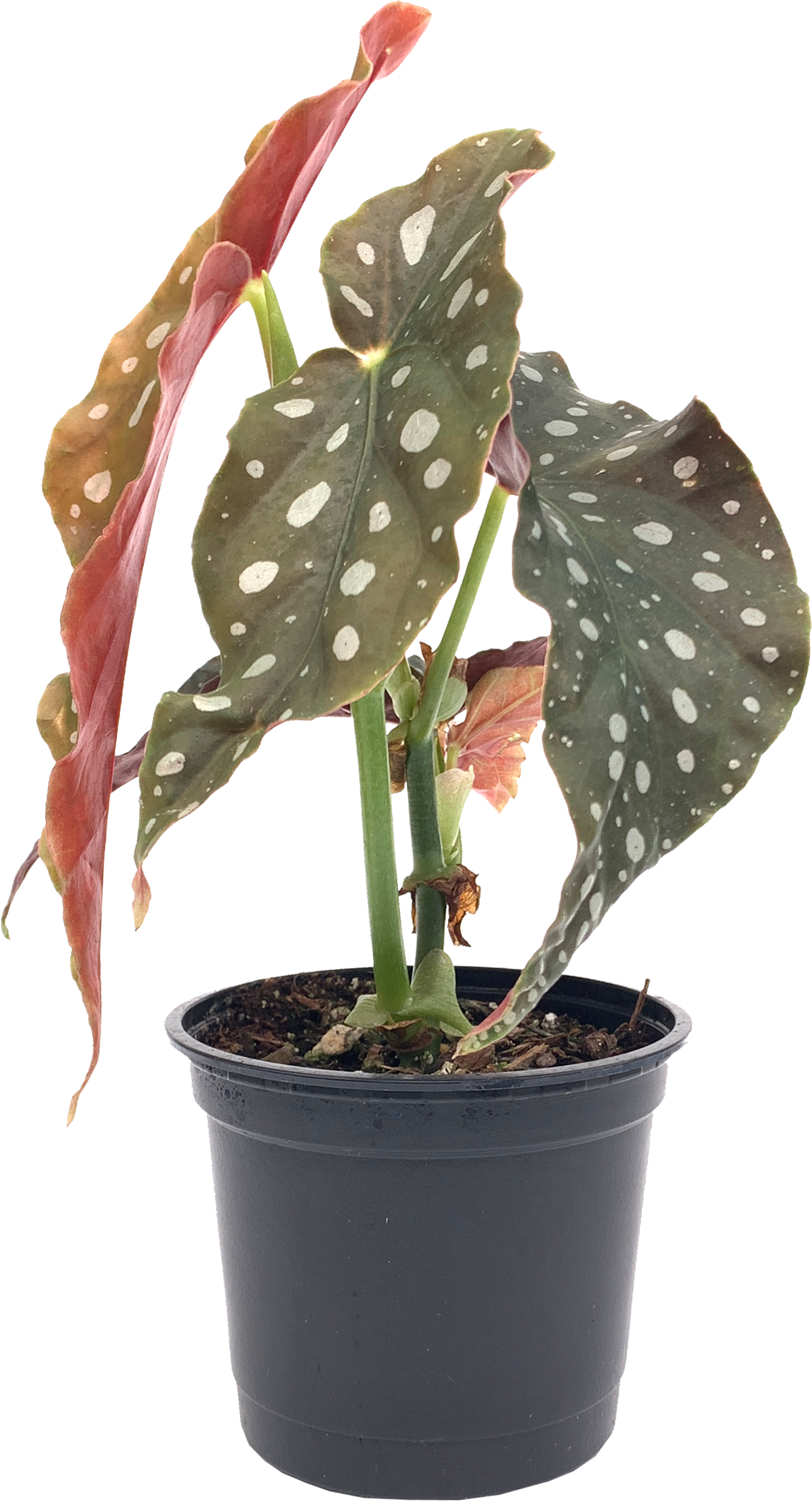 Polka Dot Begonia, Begonia Maculata Wightii
