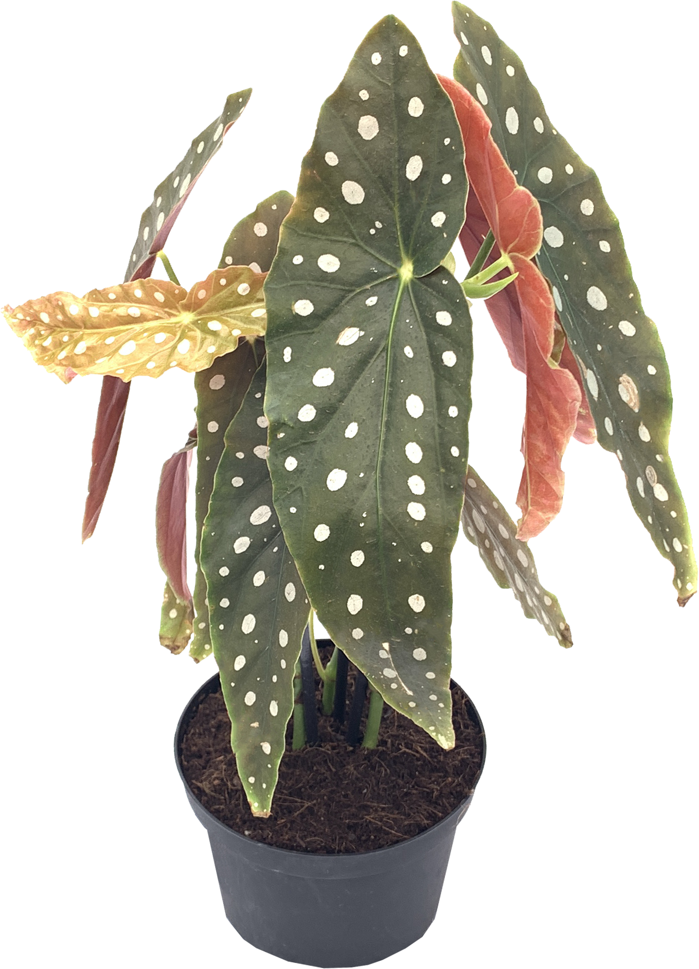 Polka Dot Begonia, Begonia Maculata Wightii
