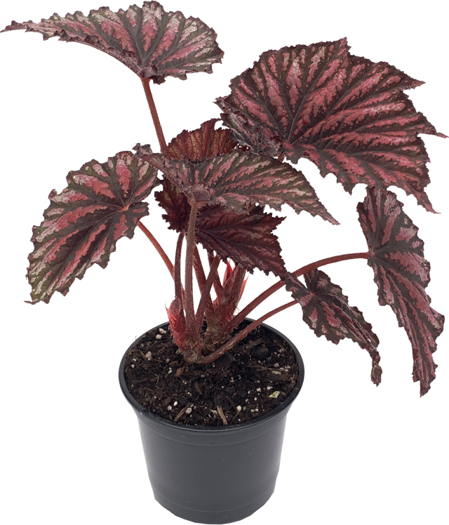 Begonia Painter's Palette, Begonia Rex Cultorum