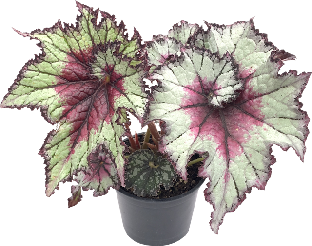 Begonia Shadow King Rose Frost, Begonia Rex Cultorum