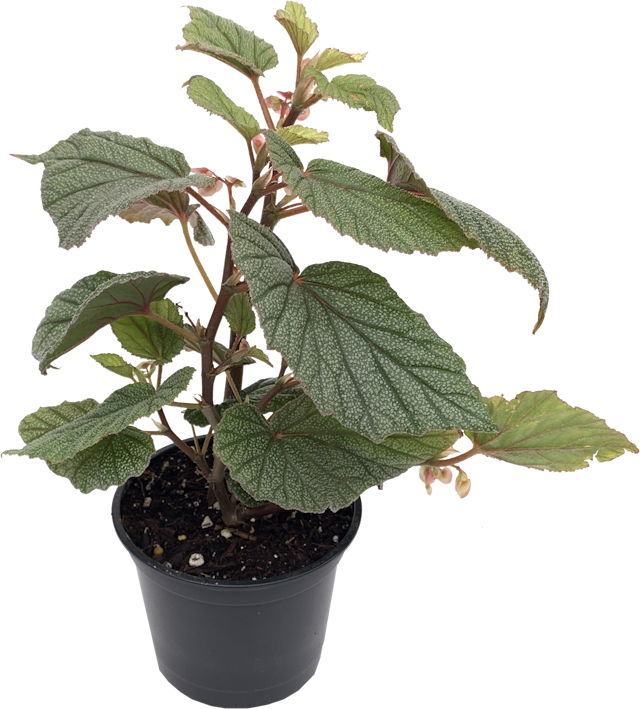 Begonia Sinbad, Begonia Coccinea