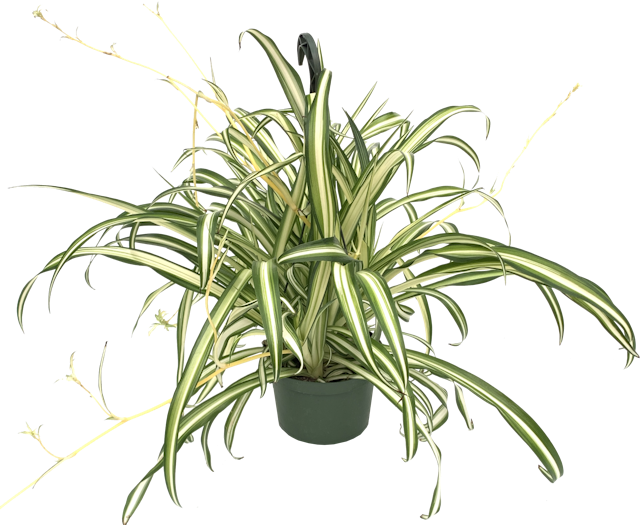 Spider Plant, Chlorophytum Comosum