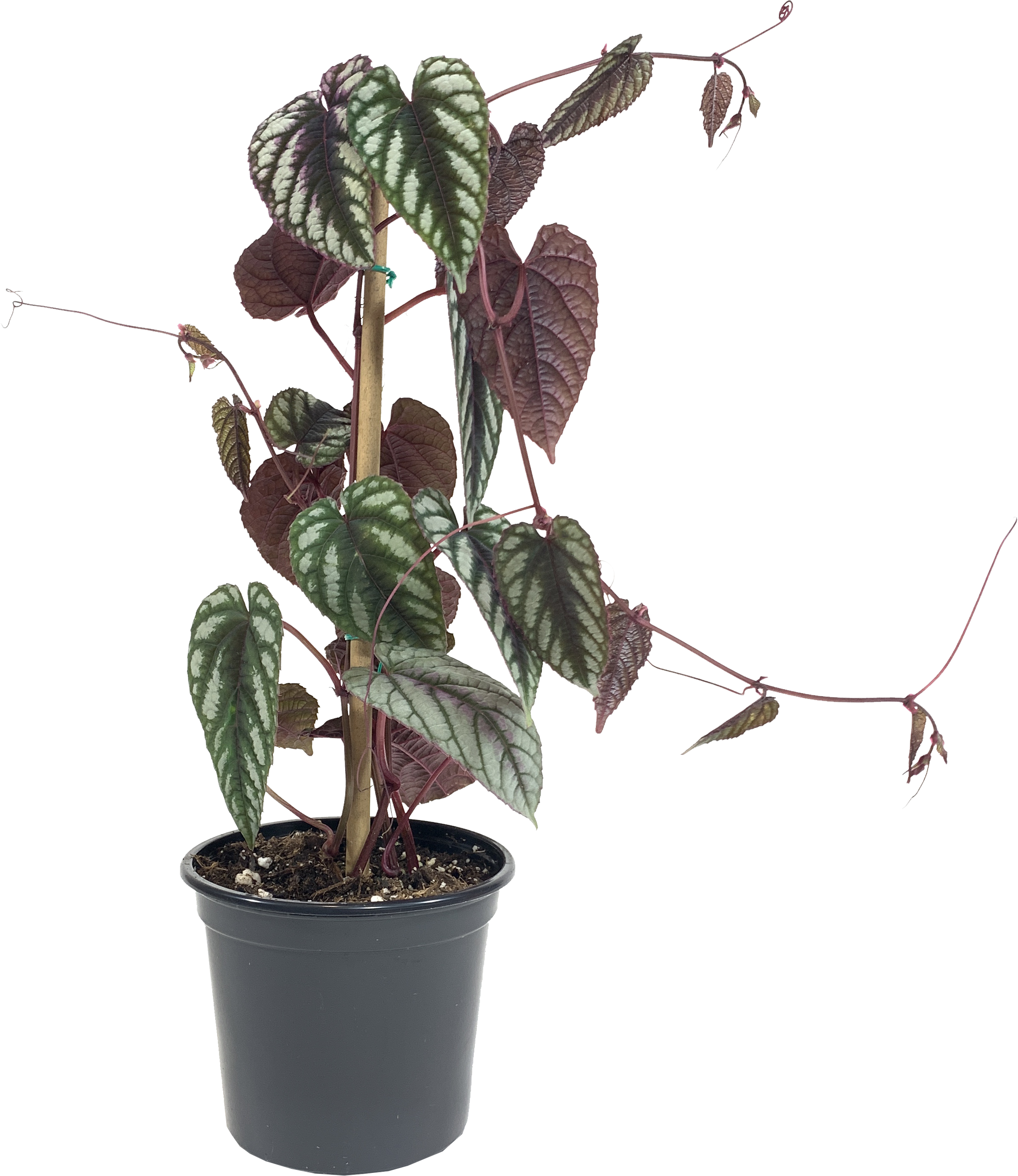 Rex Begonia Vine, Cissus Javana Discolor